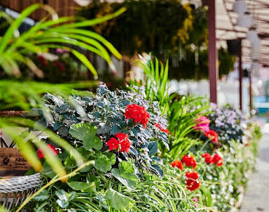 Новый год в Хачапури Марико