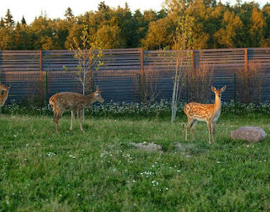  ресторан Vinity Forest
